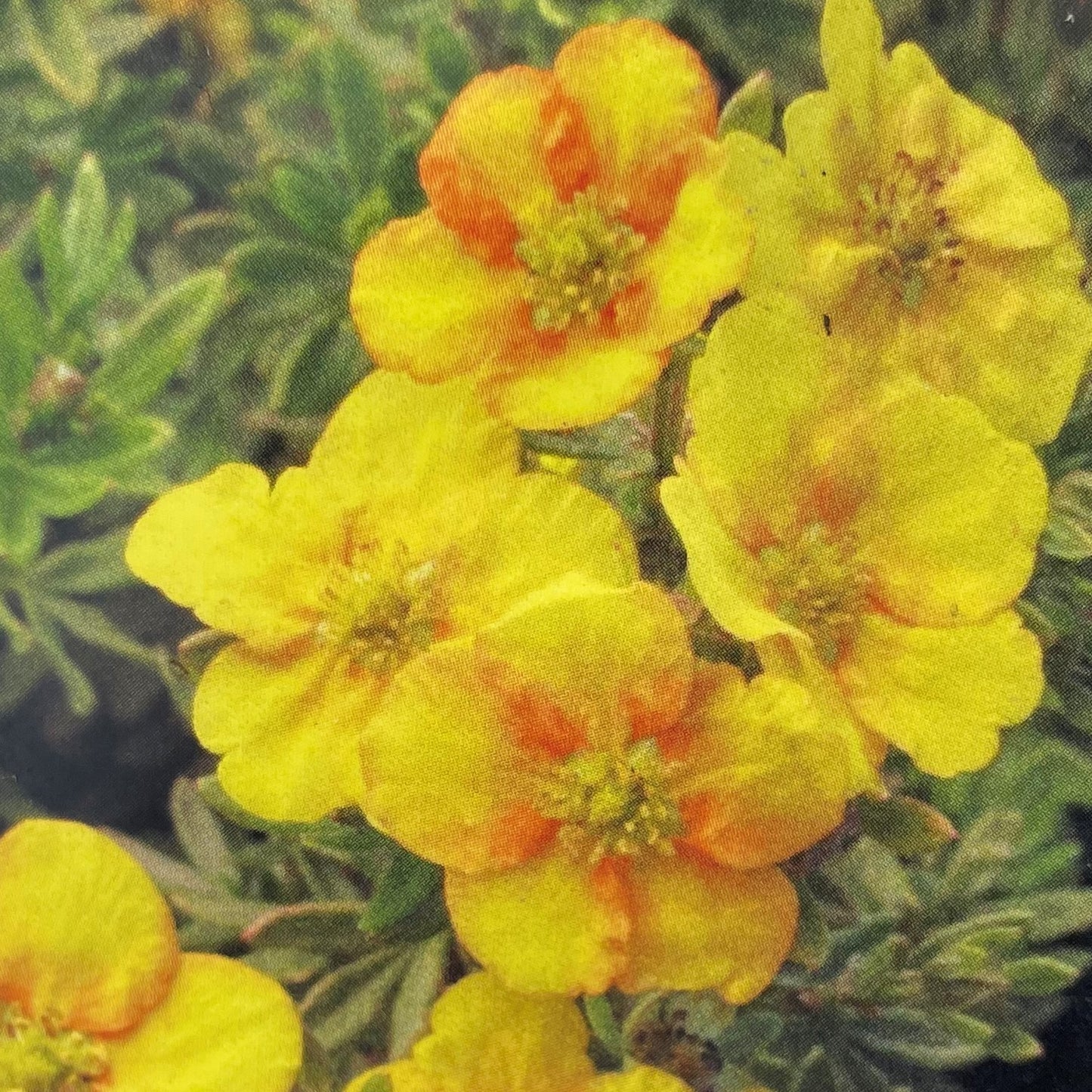 Potentilla 'Mango Tango'