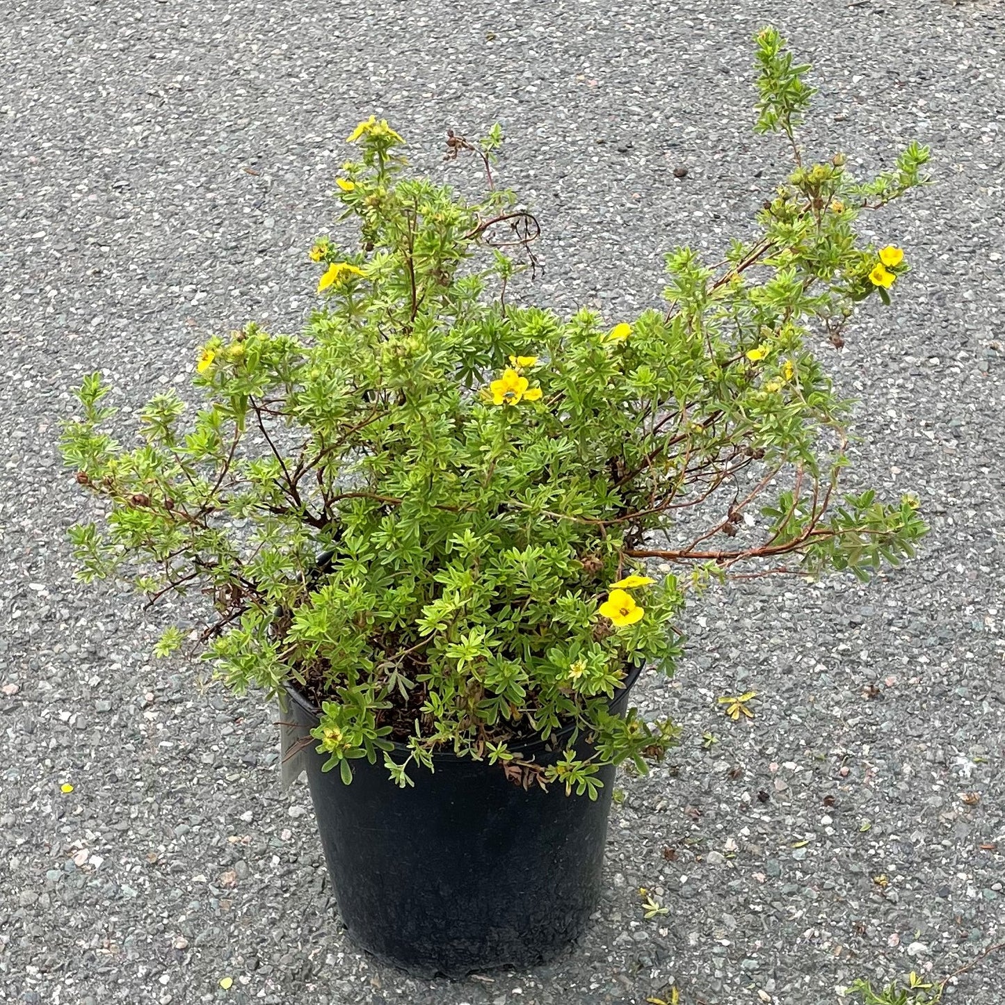 Potentilla 'Mango Tango'