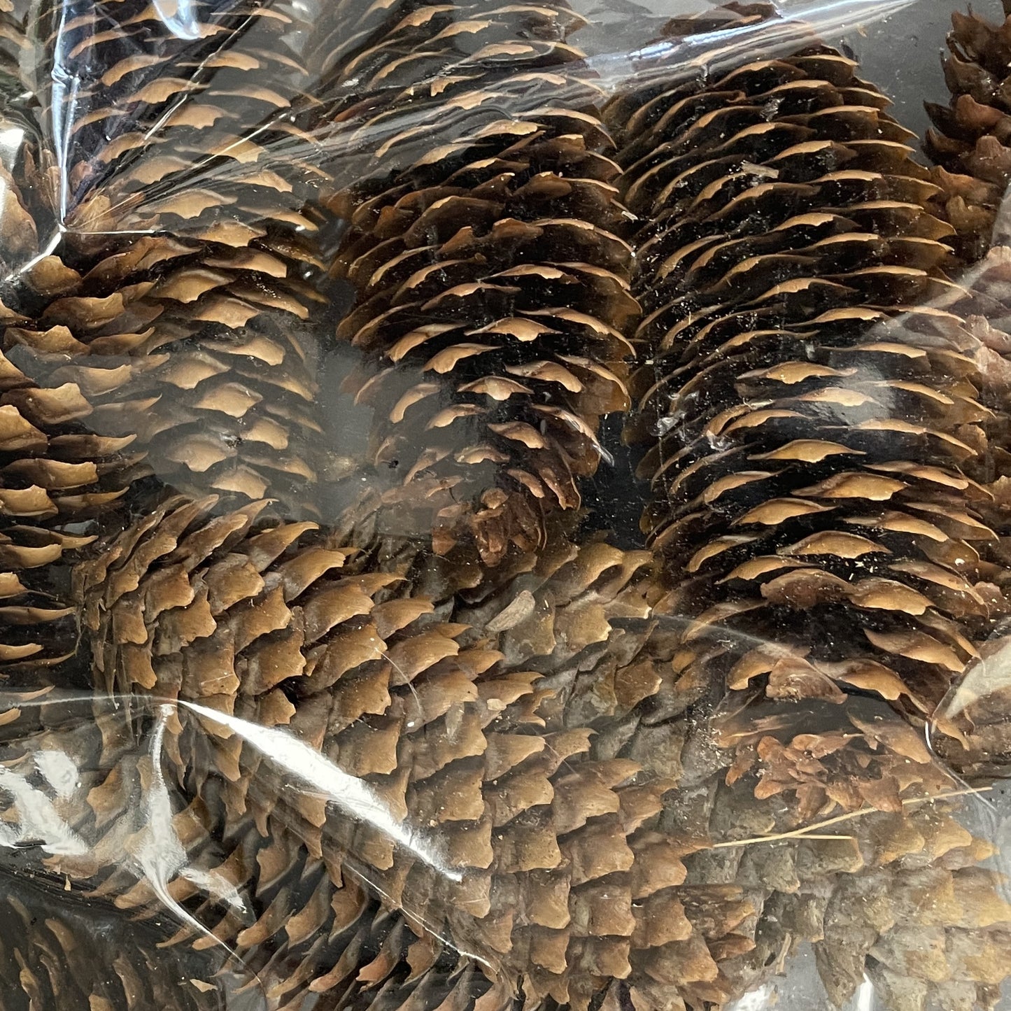 Cones Norway Spruce 12/Pkg