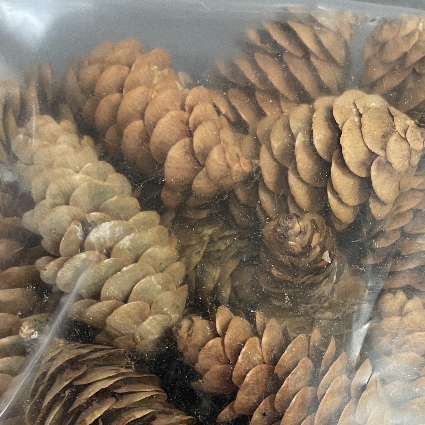 Cones Itty Bitty (Approx. 1") 48/Pkg