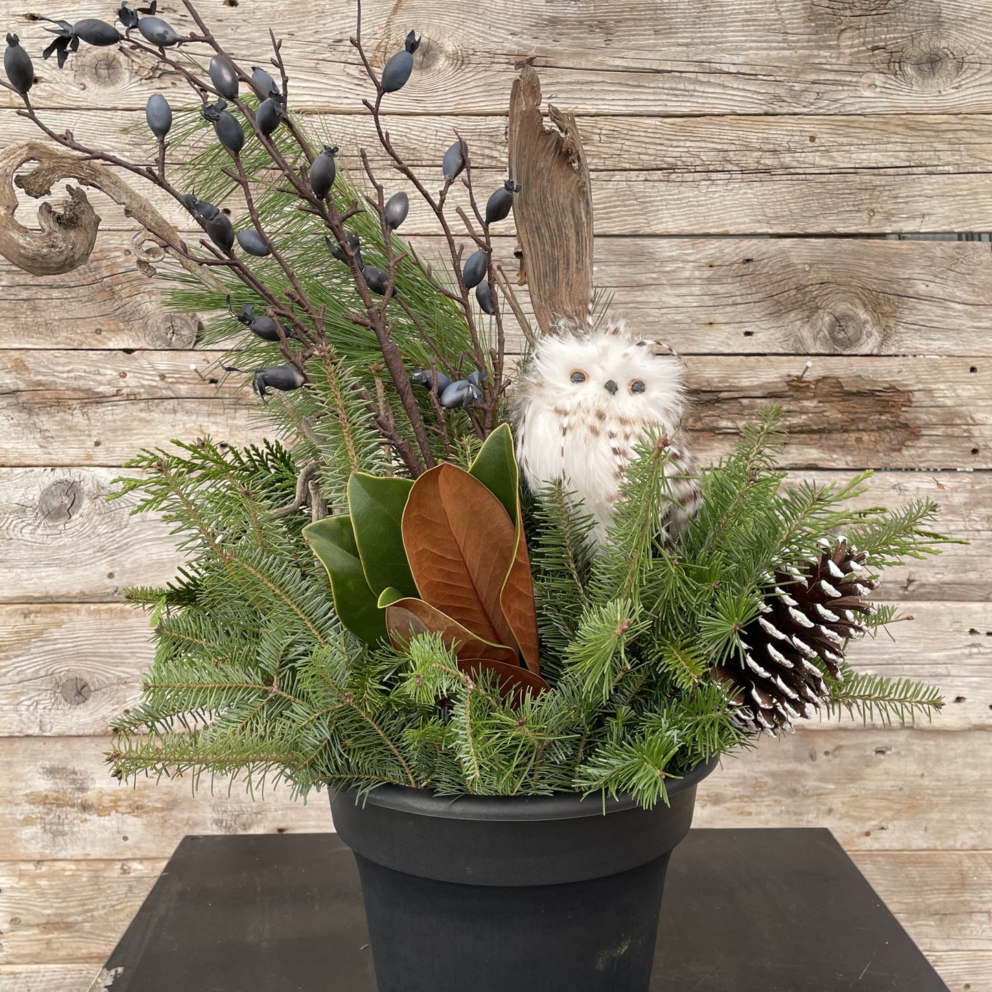 Fresh Christmas Planter with Owl & Natraj 10" Pot