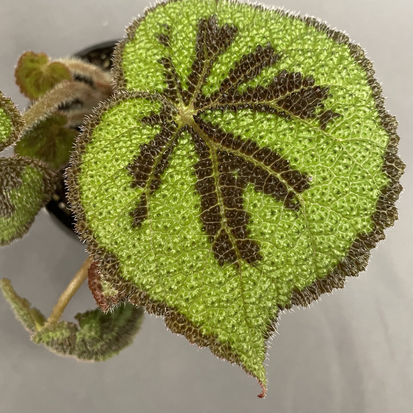 Begonia Iron Cross 4" Pot