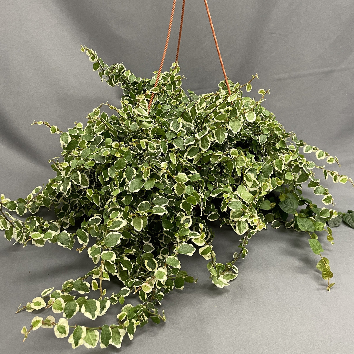 Creeping Fig
