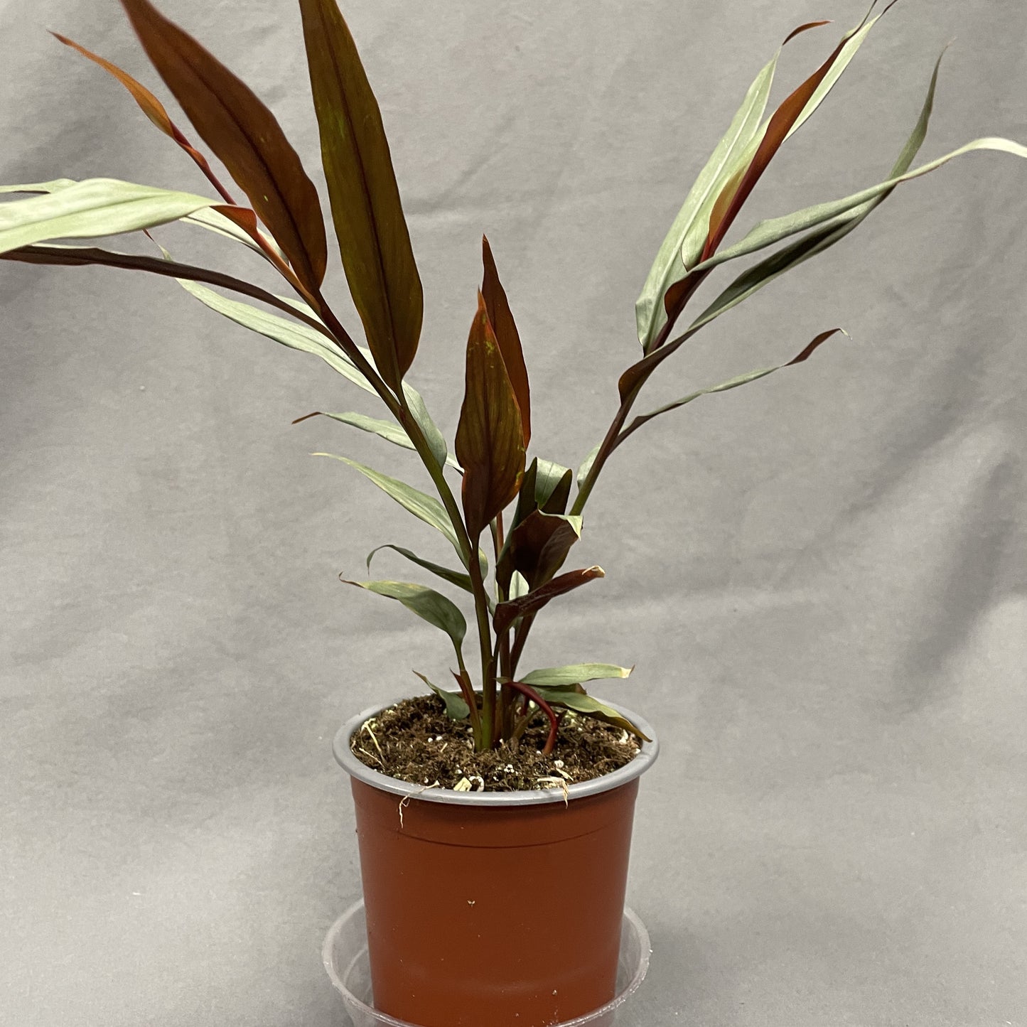 Alpinia Red Rubin 4" Pot