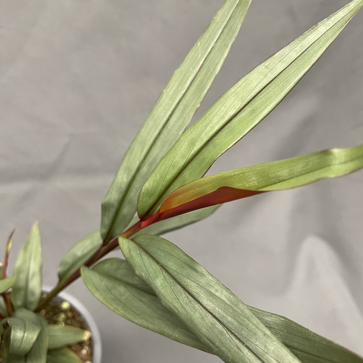 Alpinia Red Rubin 4" Pot