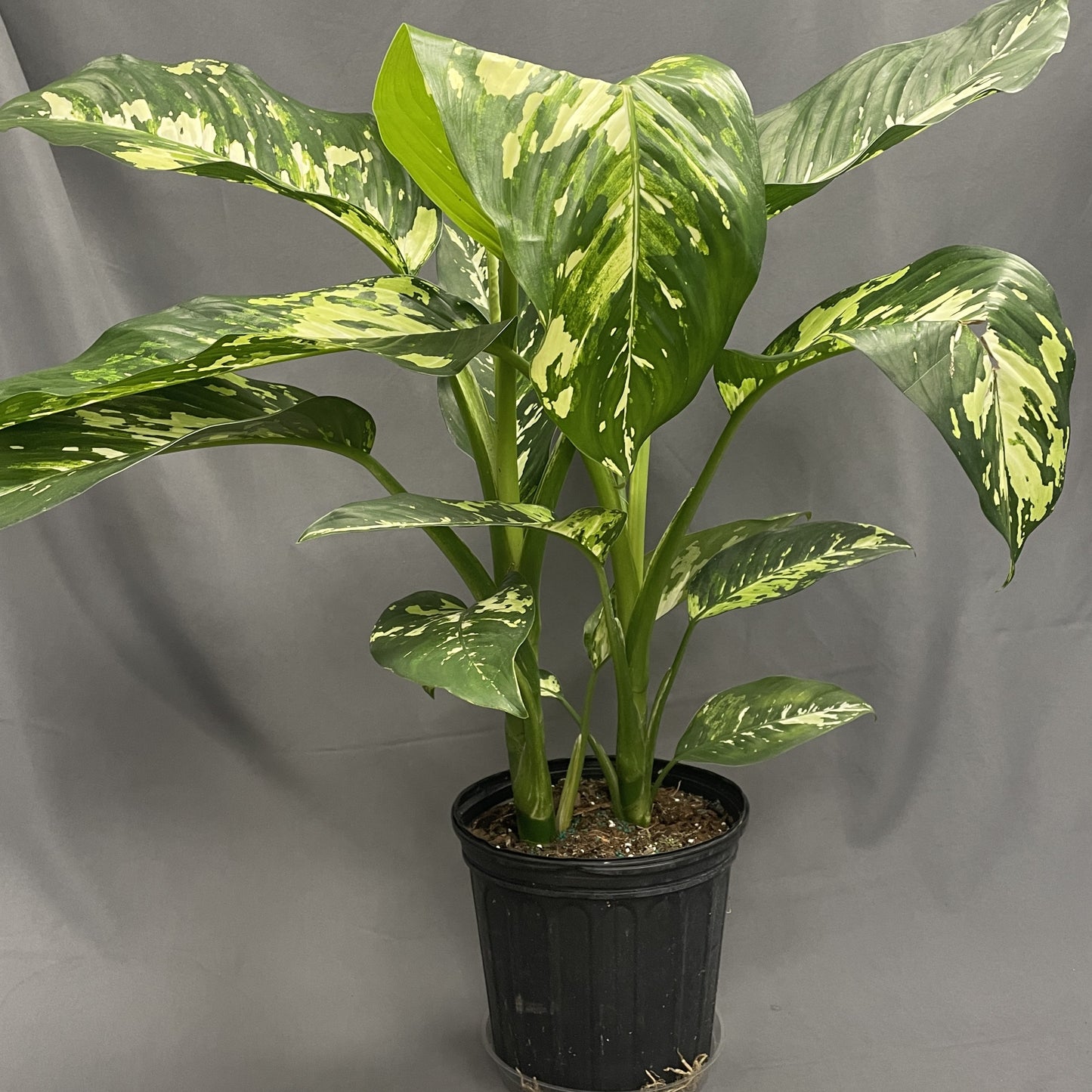 Dieffenbachia 'Puerto Rico'