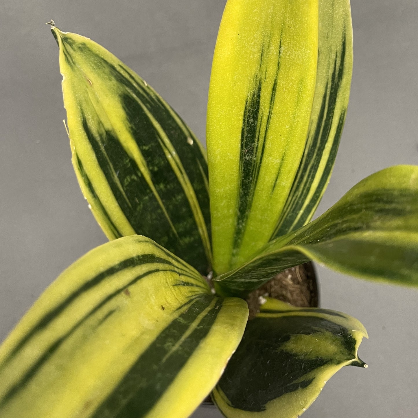 Snake Plant Golden Flame 4" Pot