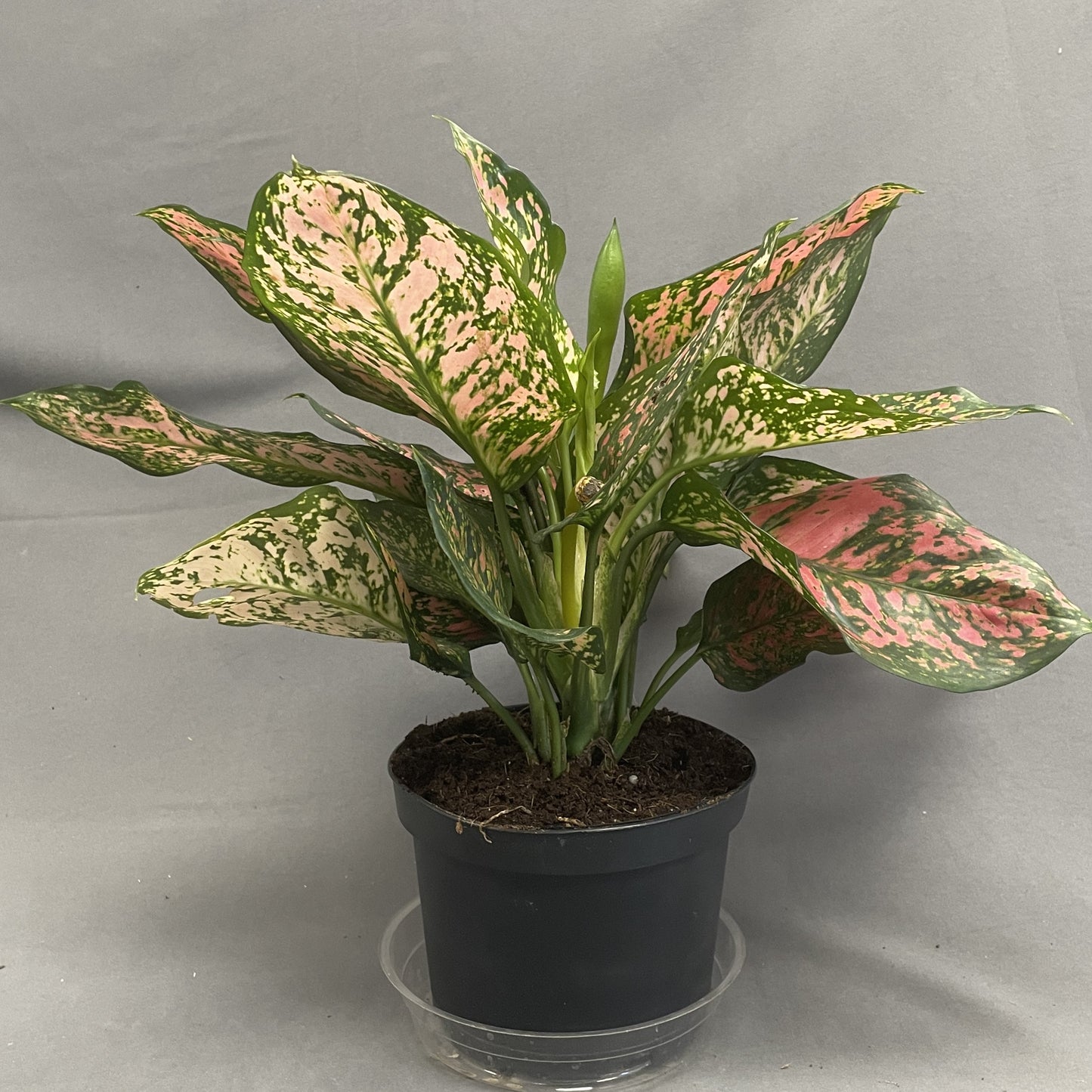 Aglaonema 'Wishes'