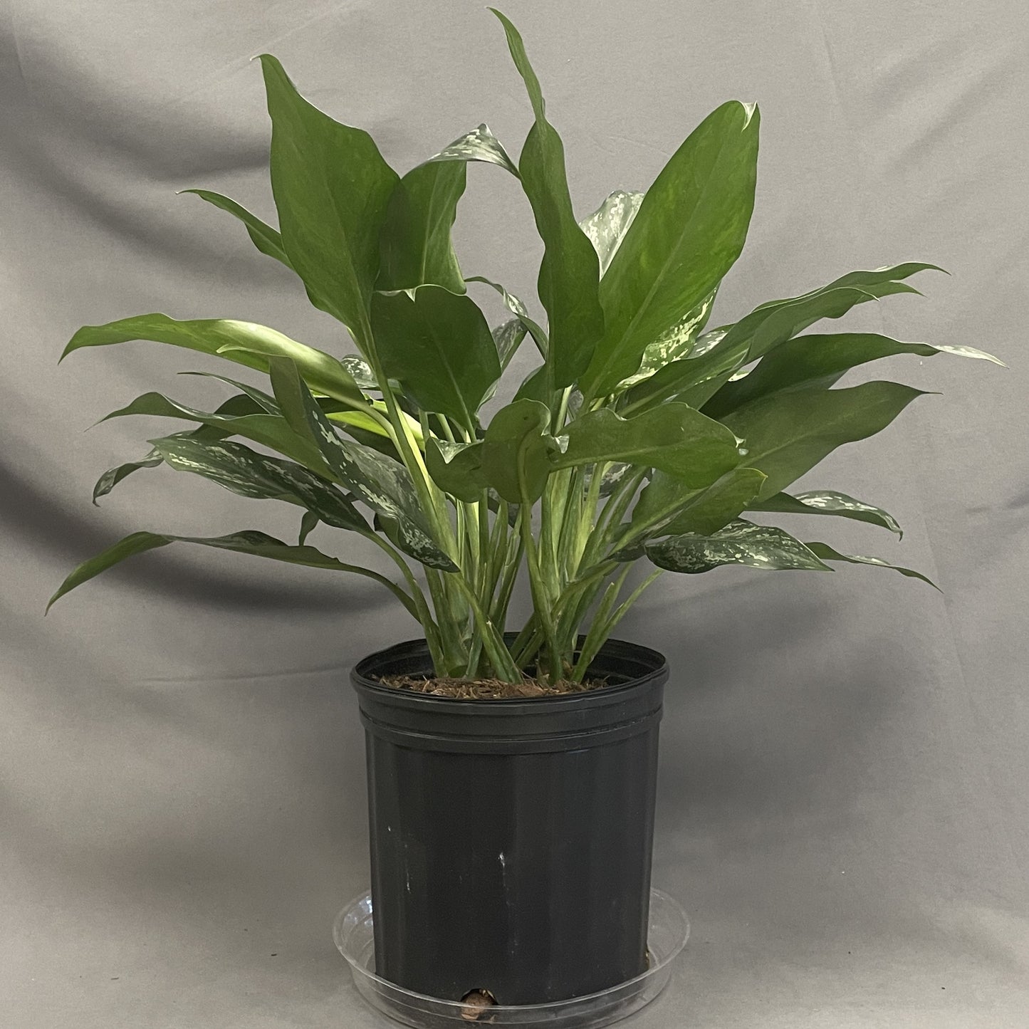 Aglaonema 'Shades'
