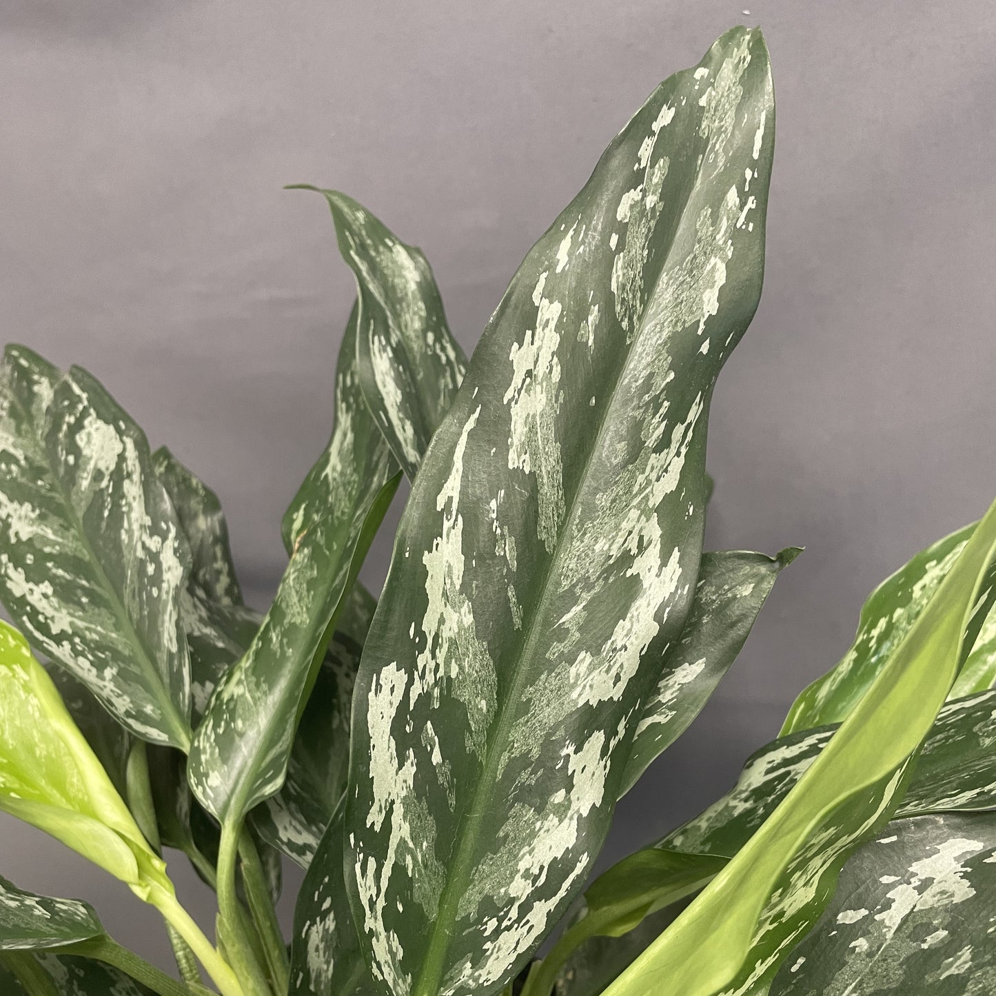 Aglaonema 'Shades'