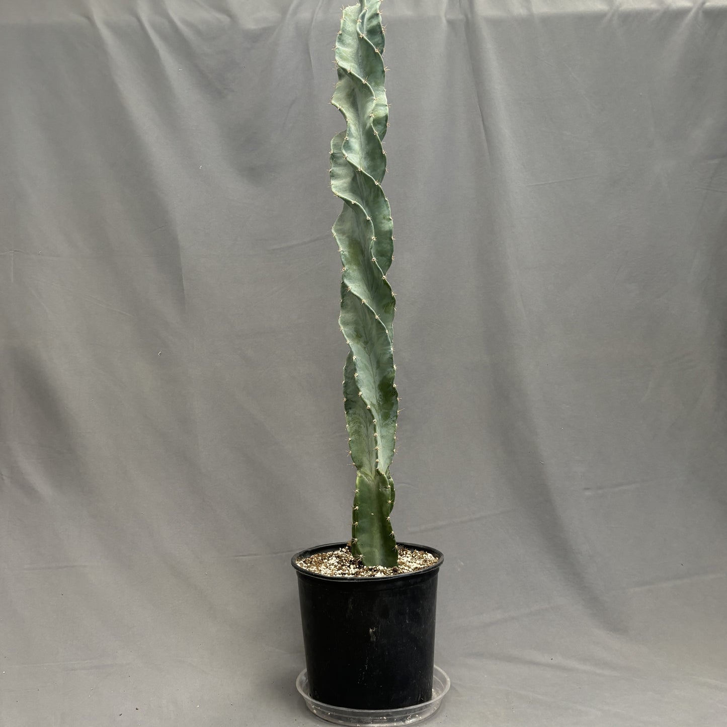Cereus Peruvianus