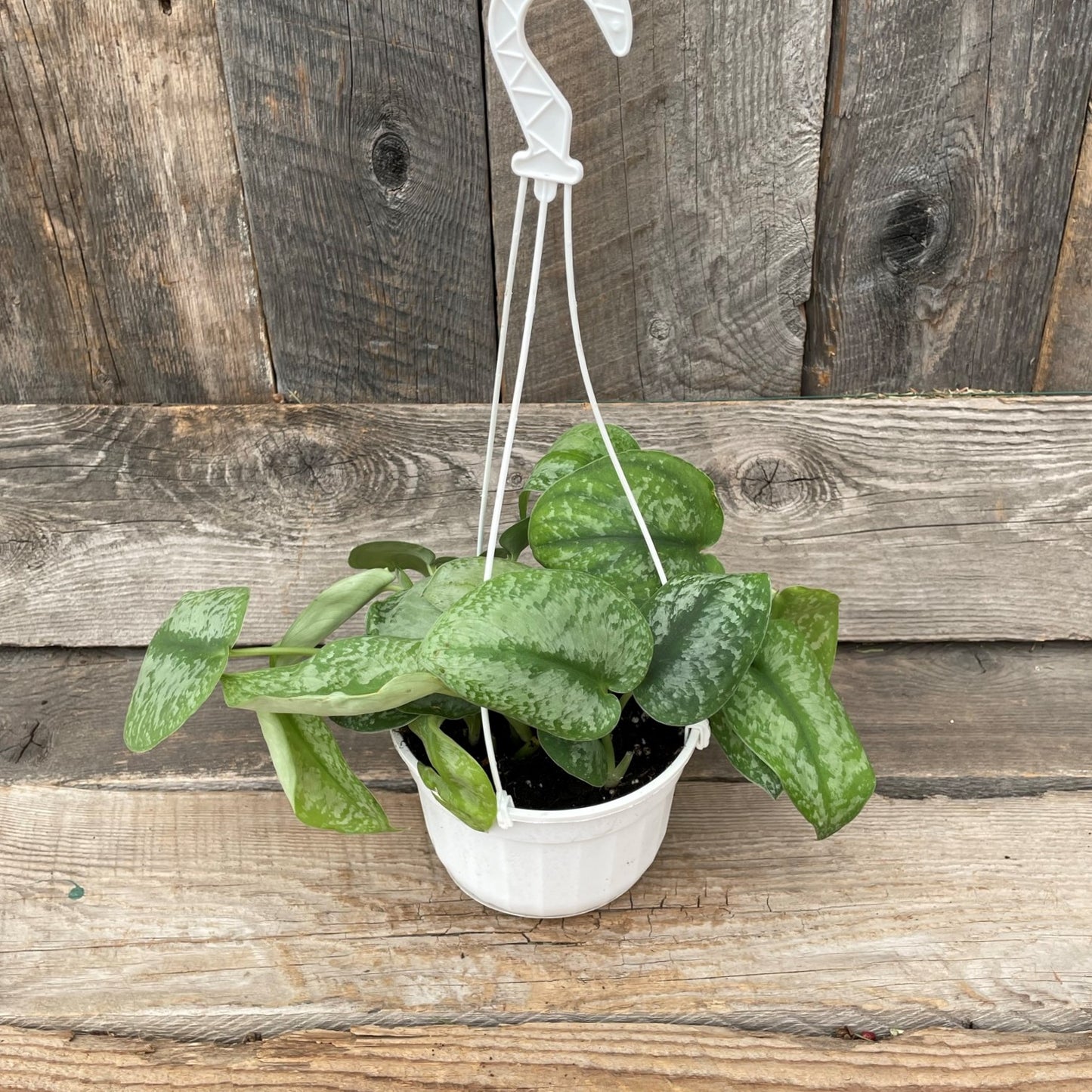 Satin Pothos 'Silver Splash'