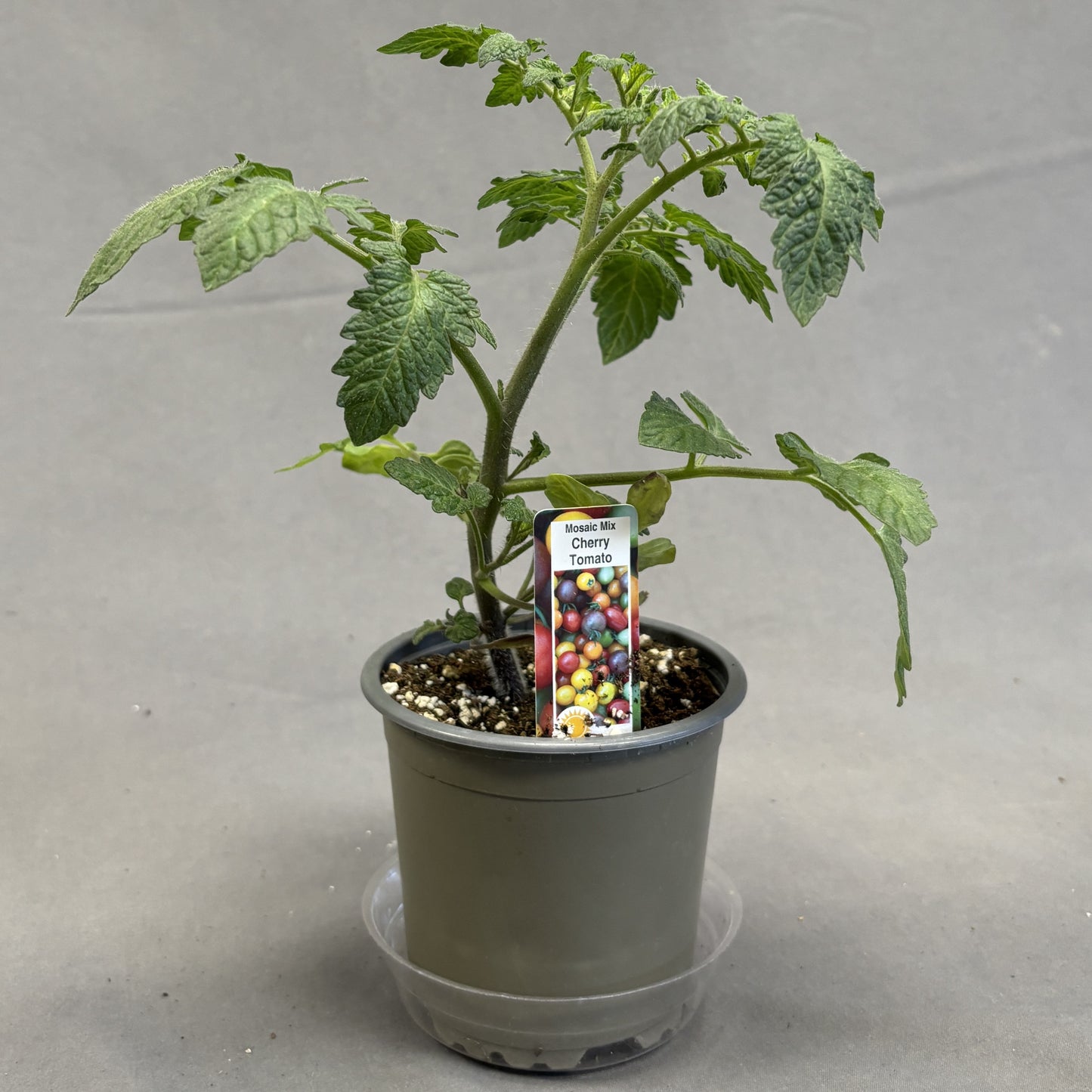 Tomato 'Mosaic Mix'