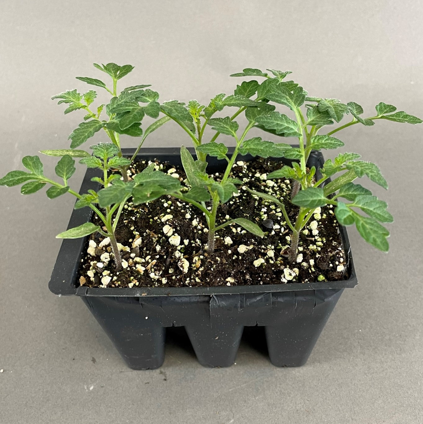 Tomato 'Sugar Rush'