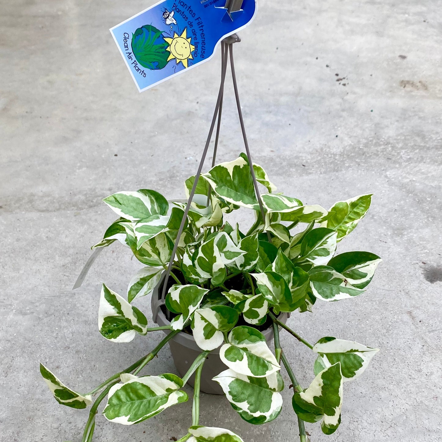 Pothos 'Pearls N Jade'