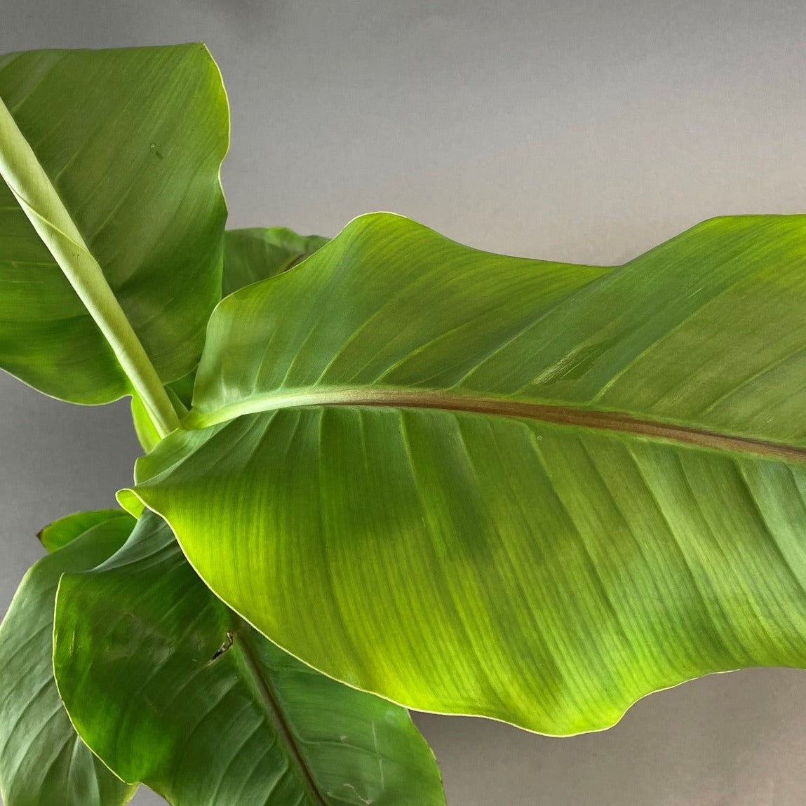 Banana Plant Basjoo