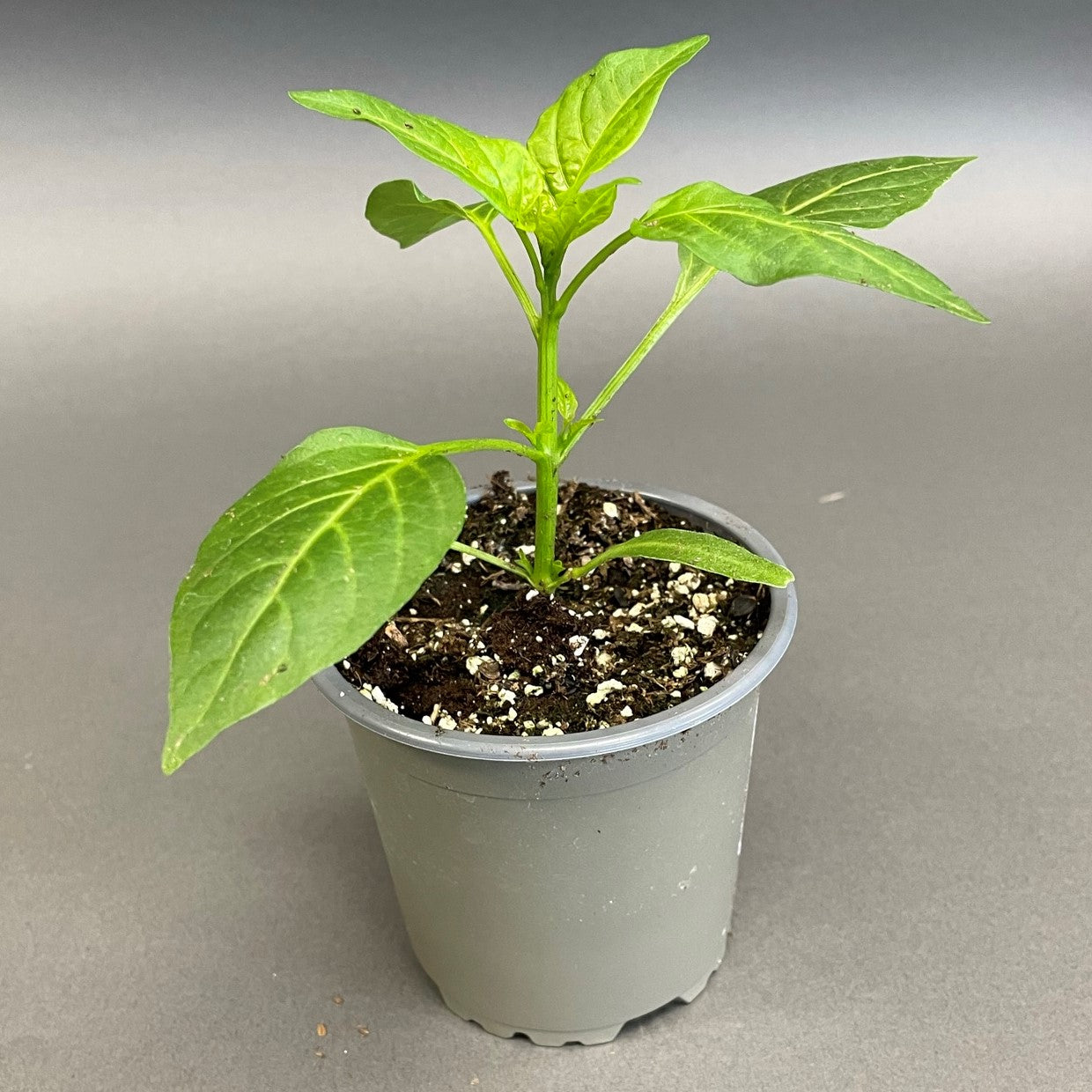 Pepper Sweet 'Carmen'