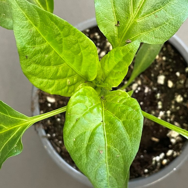 Pepper Sweet 'Carmen'