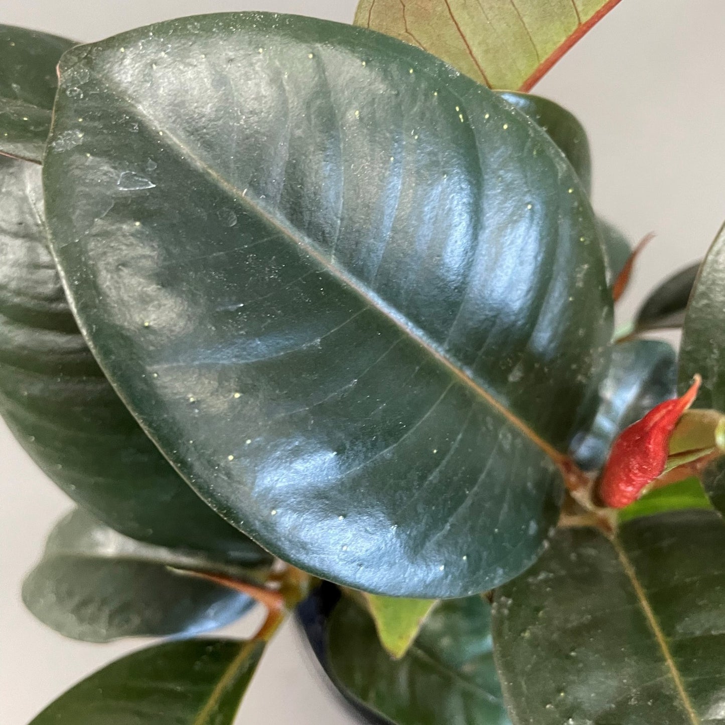 Ficus 'Green'