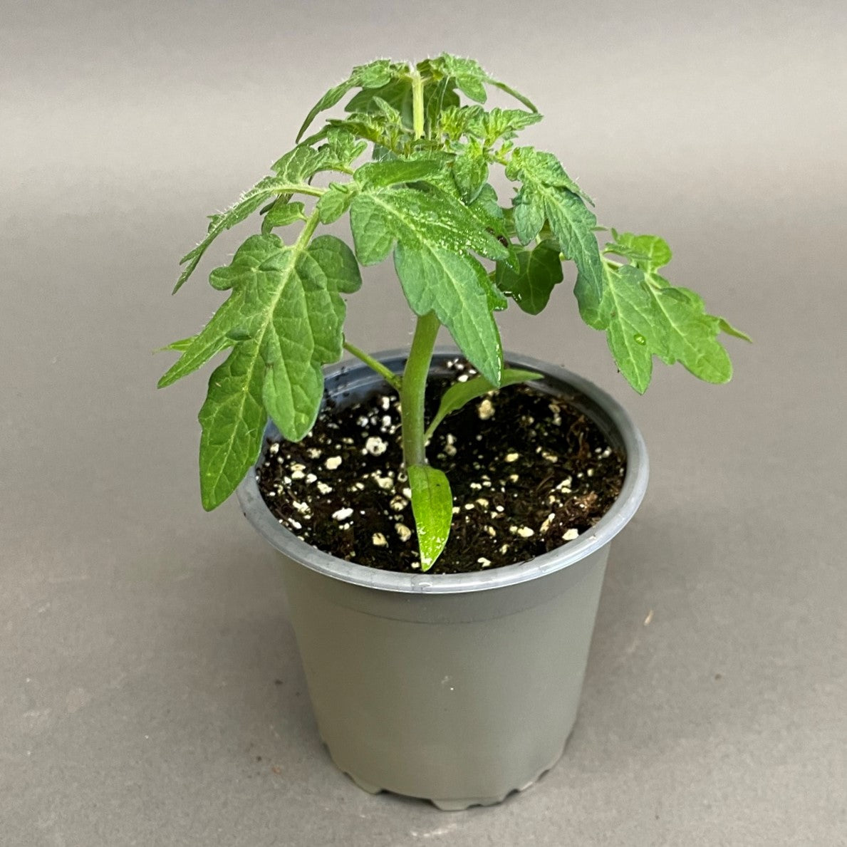 Tomato 'Little Birdy Yellow Canary'