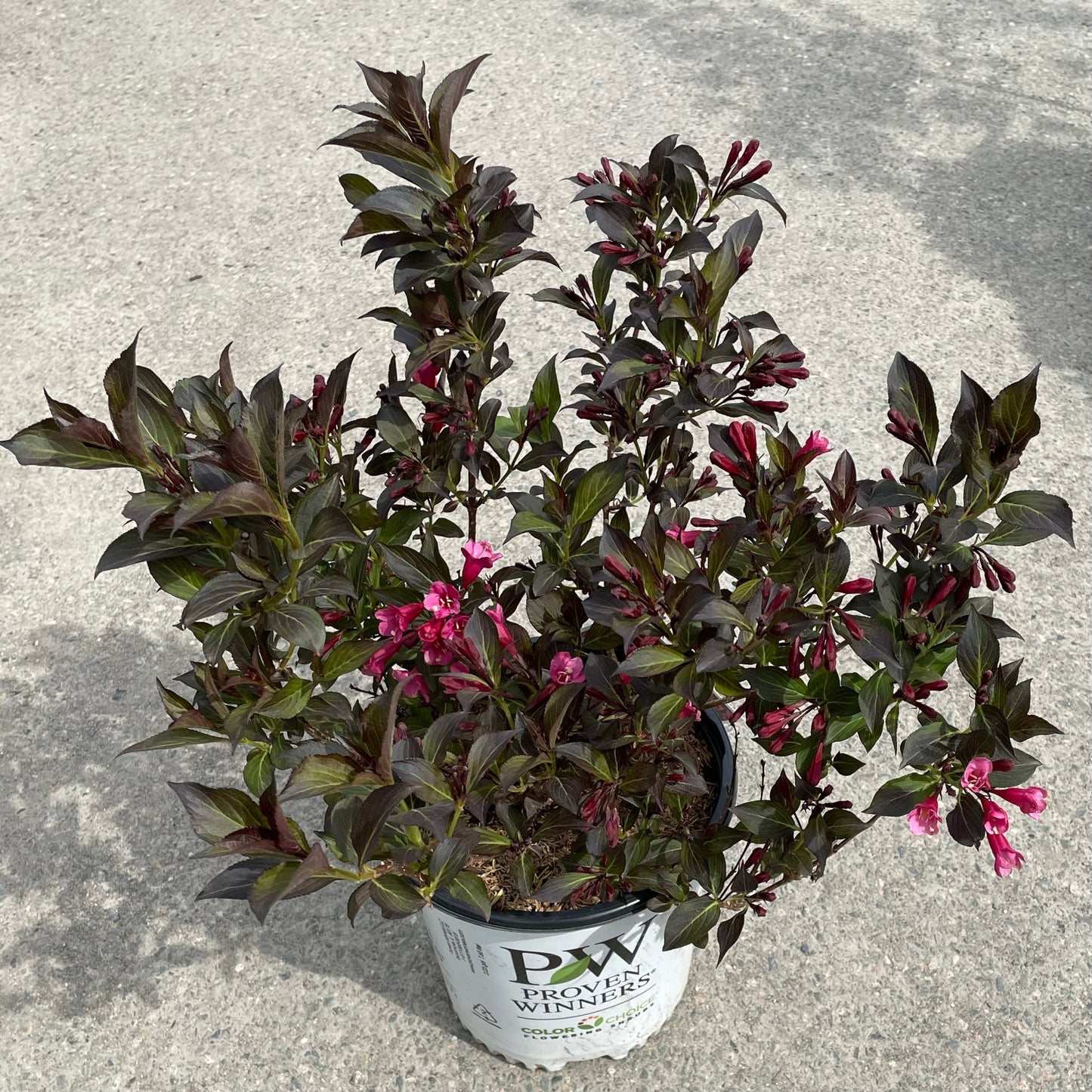 Weigela Wine & Roses 2gal (PW)