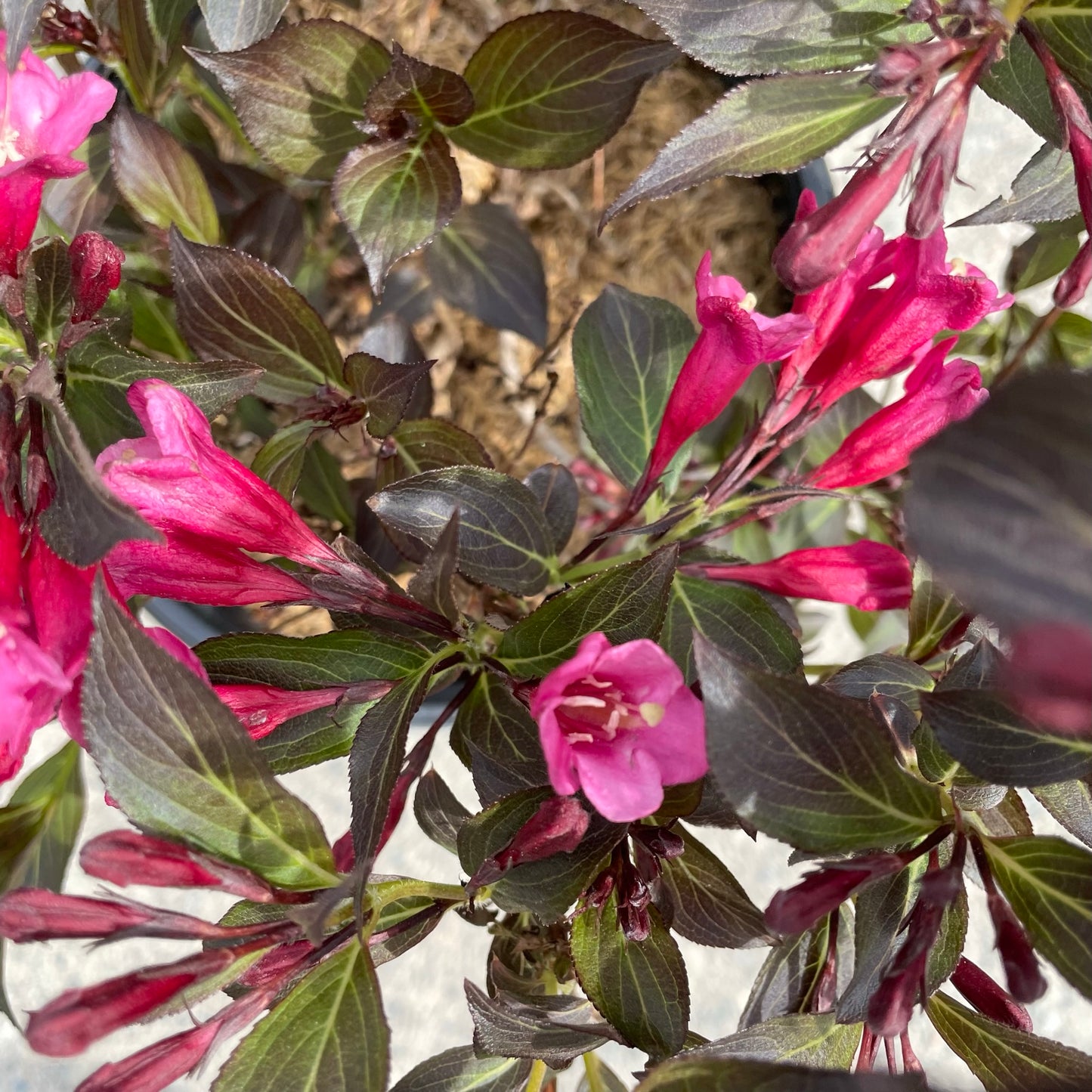 Weigela Wine & Roses 2gal (PW)