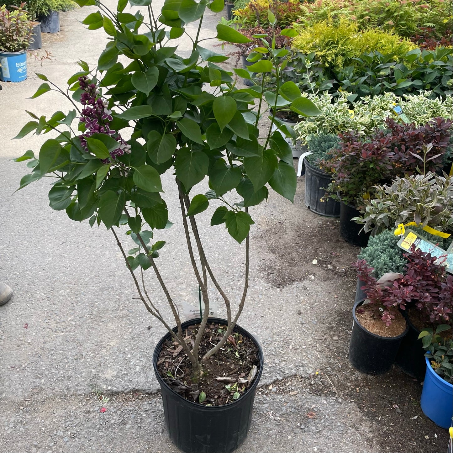 Lilac 'Sensation'