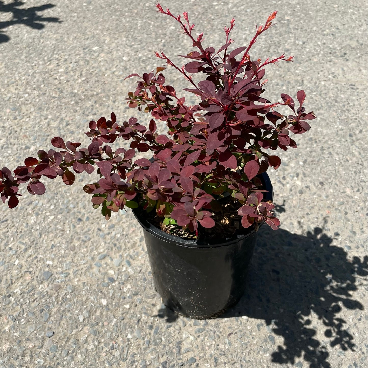 Barberry Rose Glow 1gal