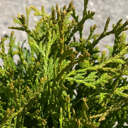 Cedar Little Giant Globe