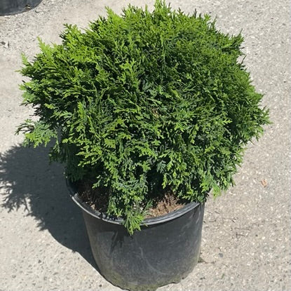 Cedar Danica Dwarf 3gal