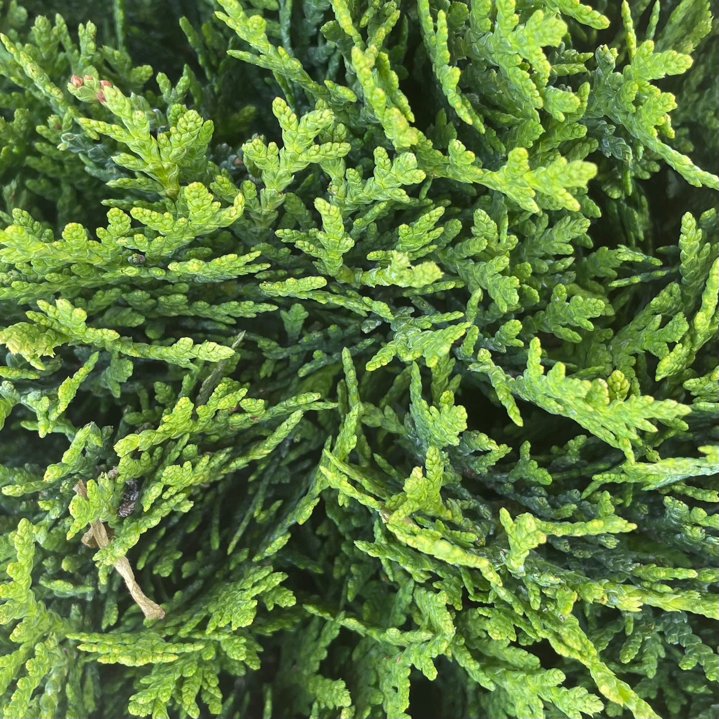 Cedar 'Danica Dwarf'