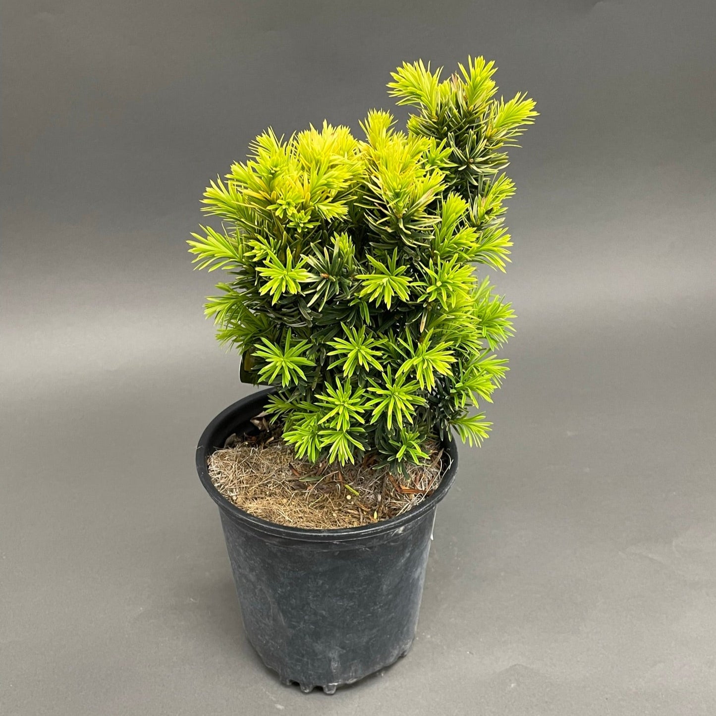 Yew Golden Japanese 1gal