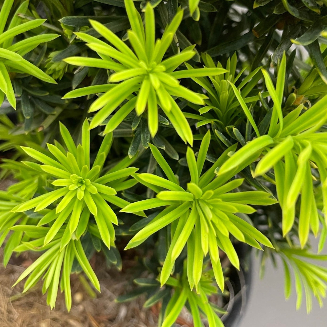 Yew Golden Japanese 1gal
