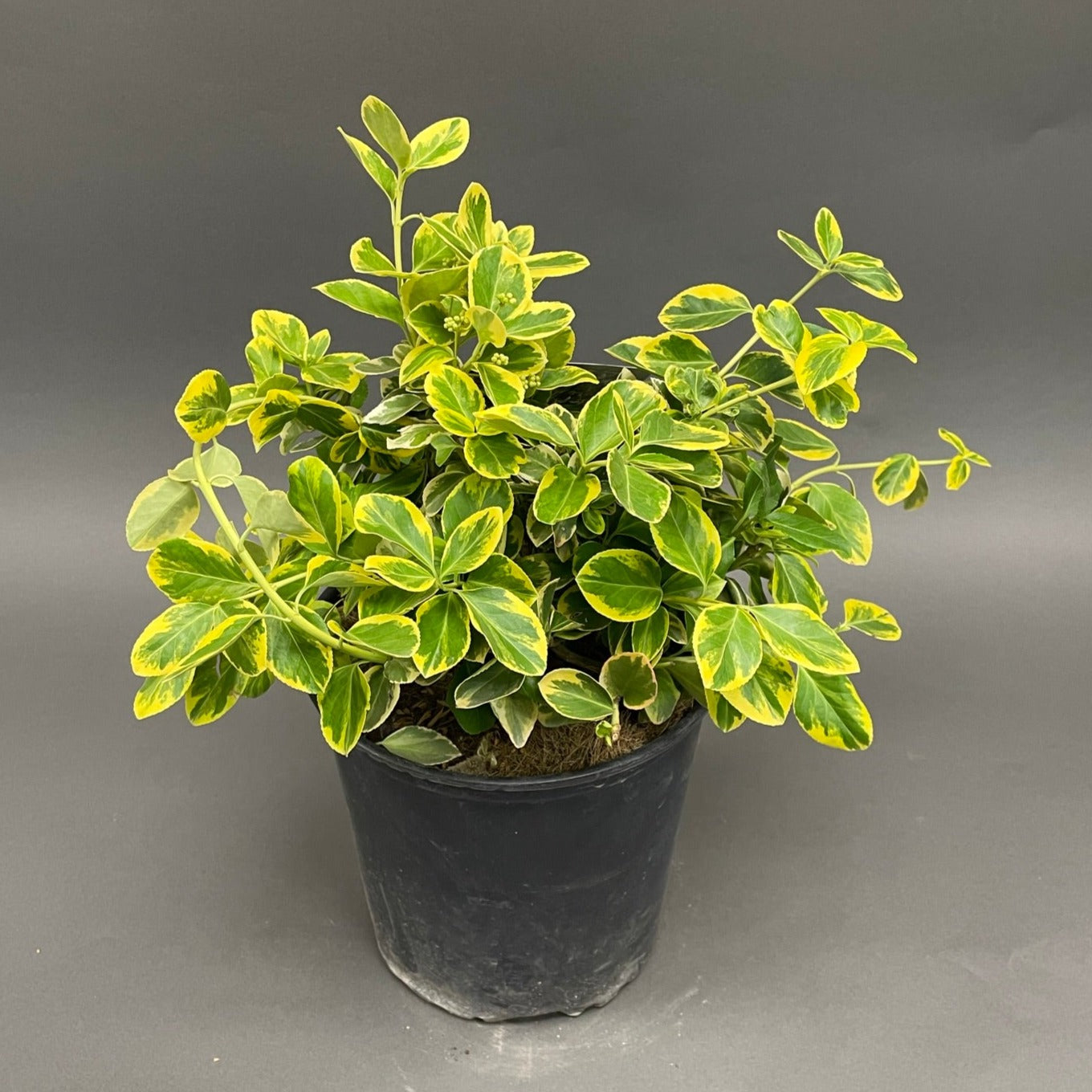 Euonymus Canadale Gold