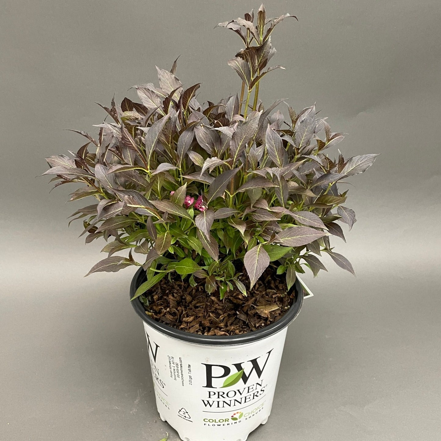 Weigela Spilled Wine 2gal (PW)