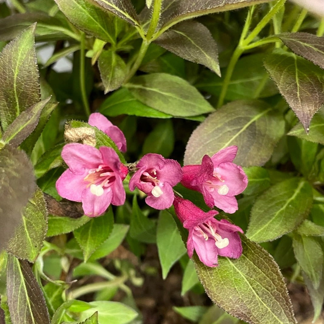 Weigela Spilled Wine 2gal (PW)