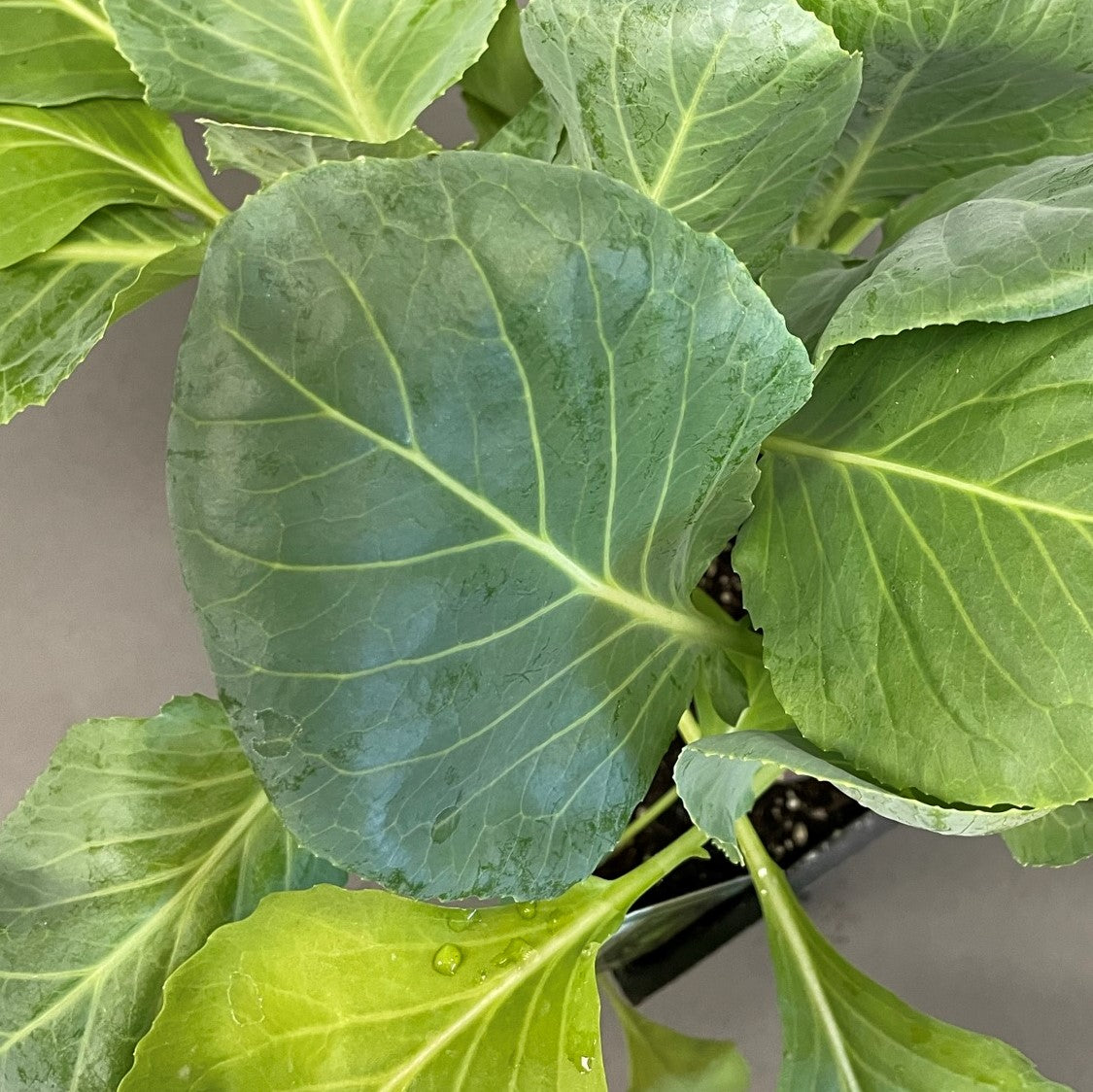 Cabbage 'Sweet Slaw'