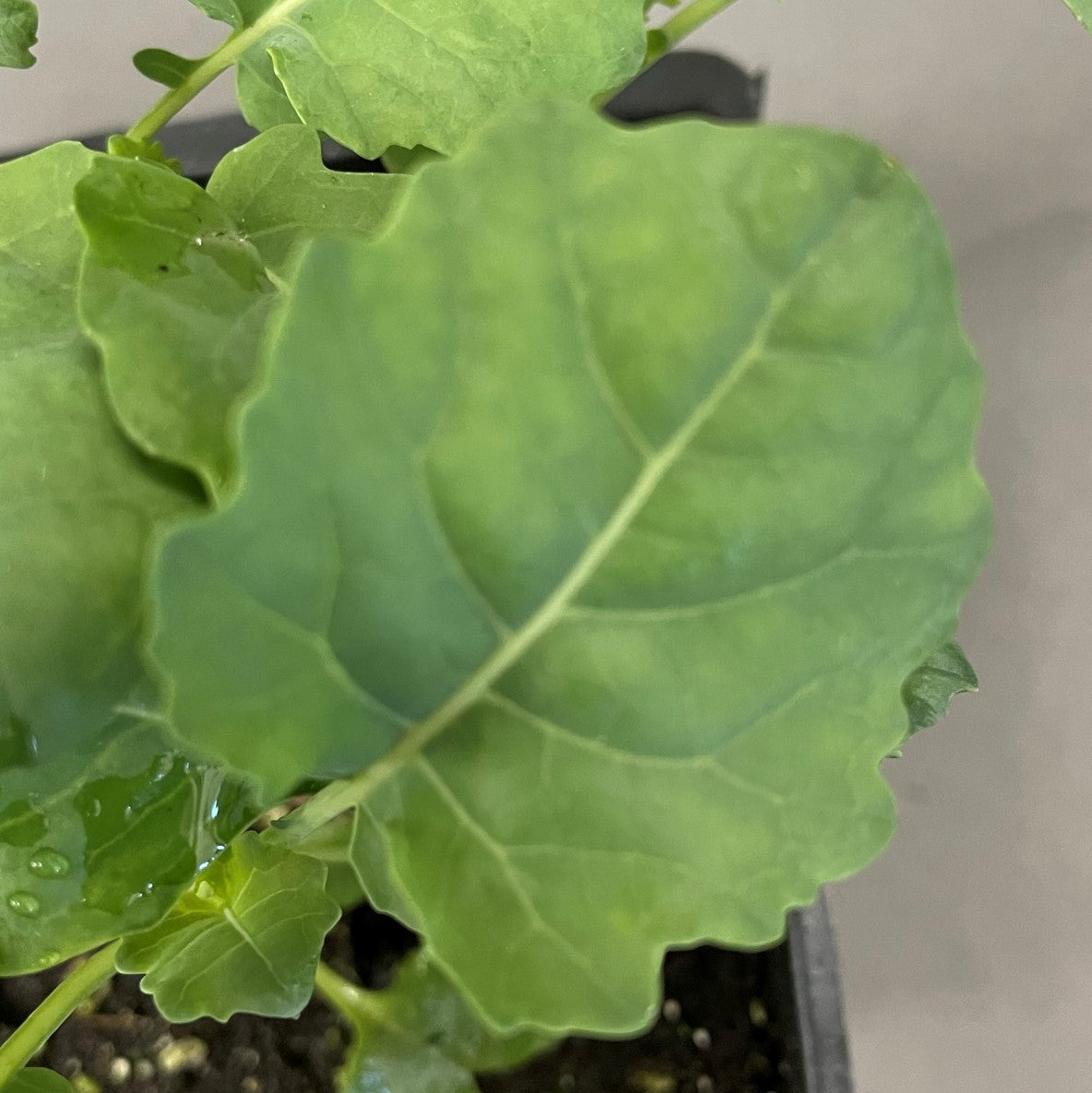 Broccoli 'Artwork'
