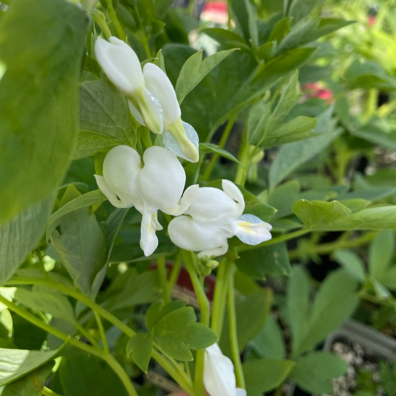 Asian Bleeding Heart
