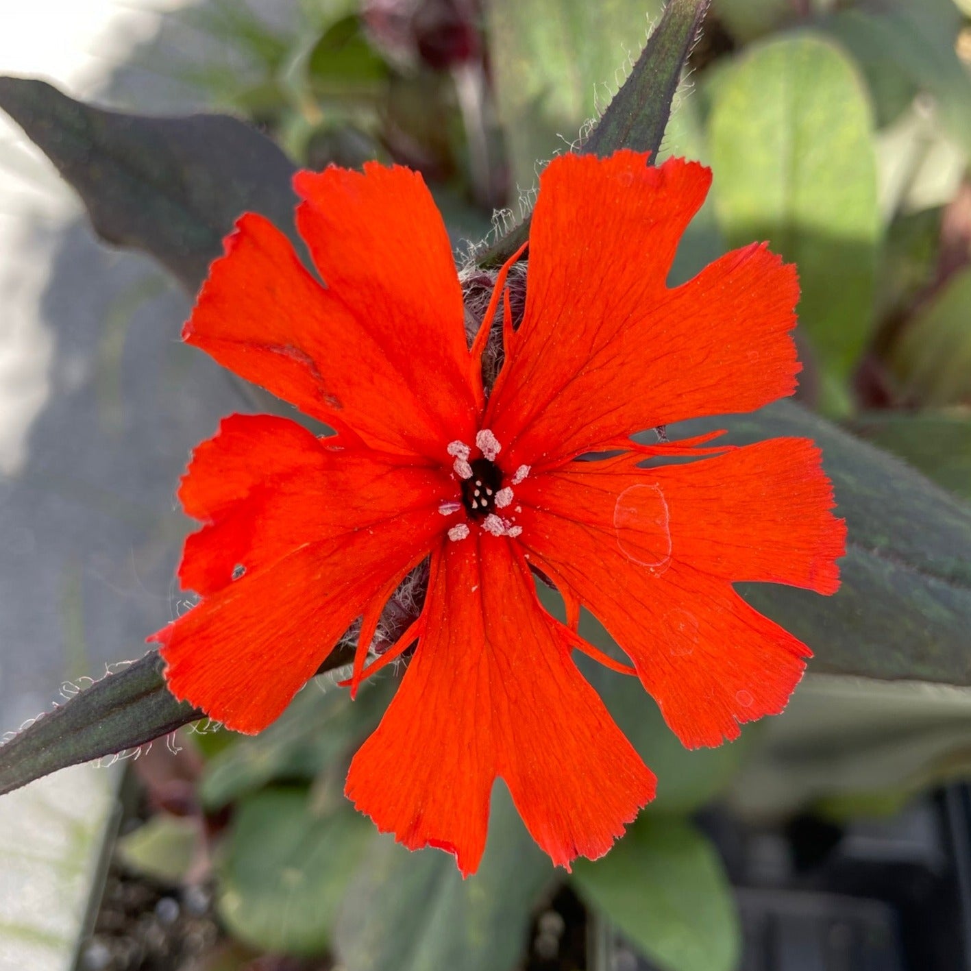 Maltese Cross