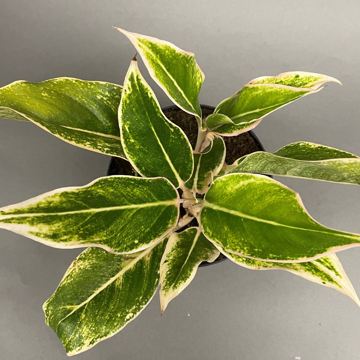 Aglaonema 'Siam Pink'