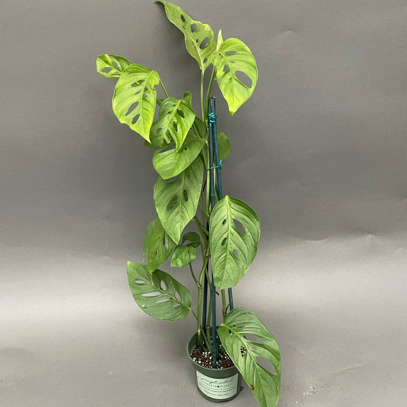 Monstera 'Esqueleto'