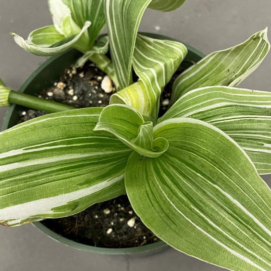 Tradescantia Albovittata 4" Pot