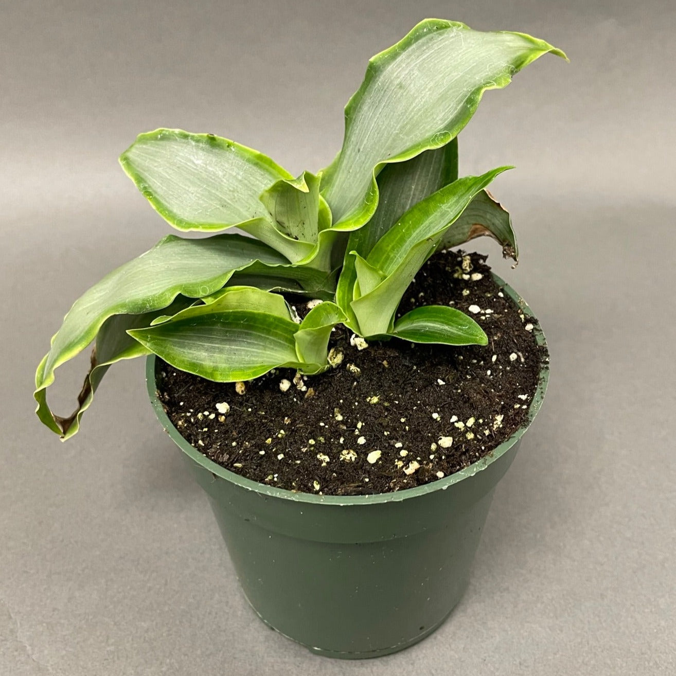 Tradescantia Spathacea Silver 4" Pot