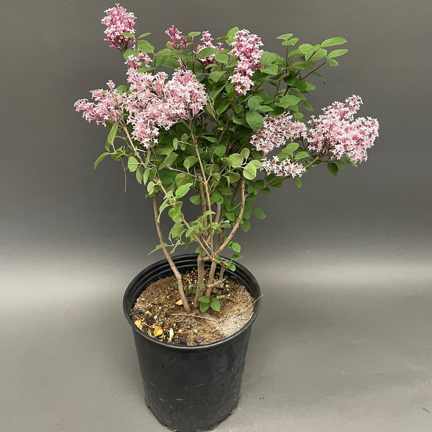 Lilac 'Tinkerbelle®'