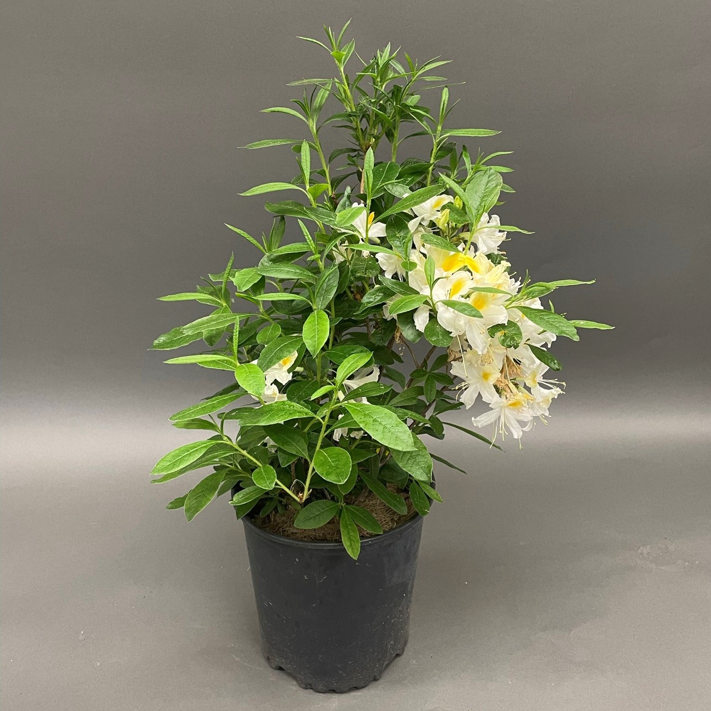 Azalea Northern Hi-Lights 2gal