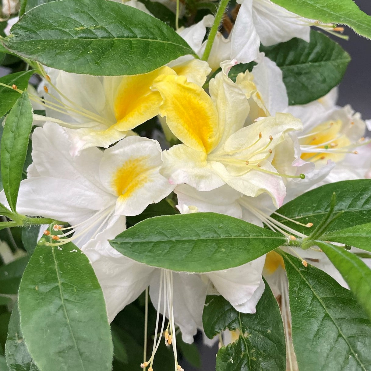 Azalea Northern Hi-Lights 2gal