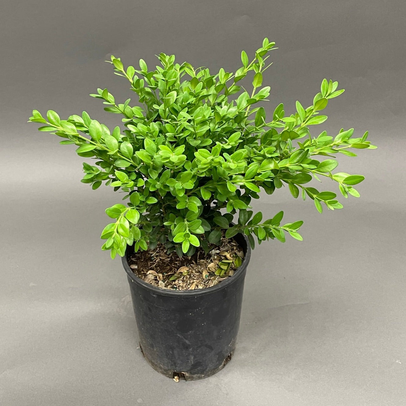 Boxwood 'Green Mountain'