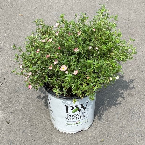 Potentilla 'Happy Face®'