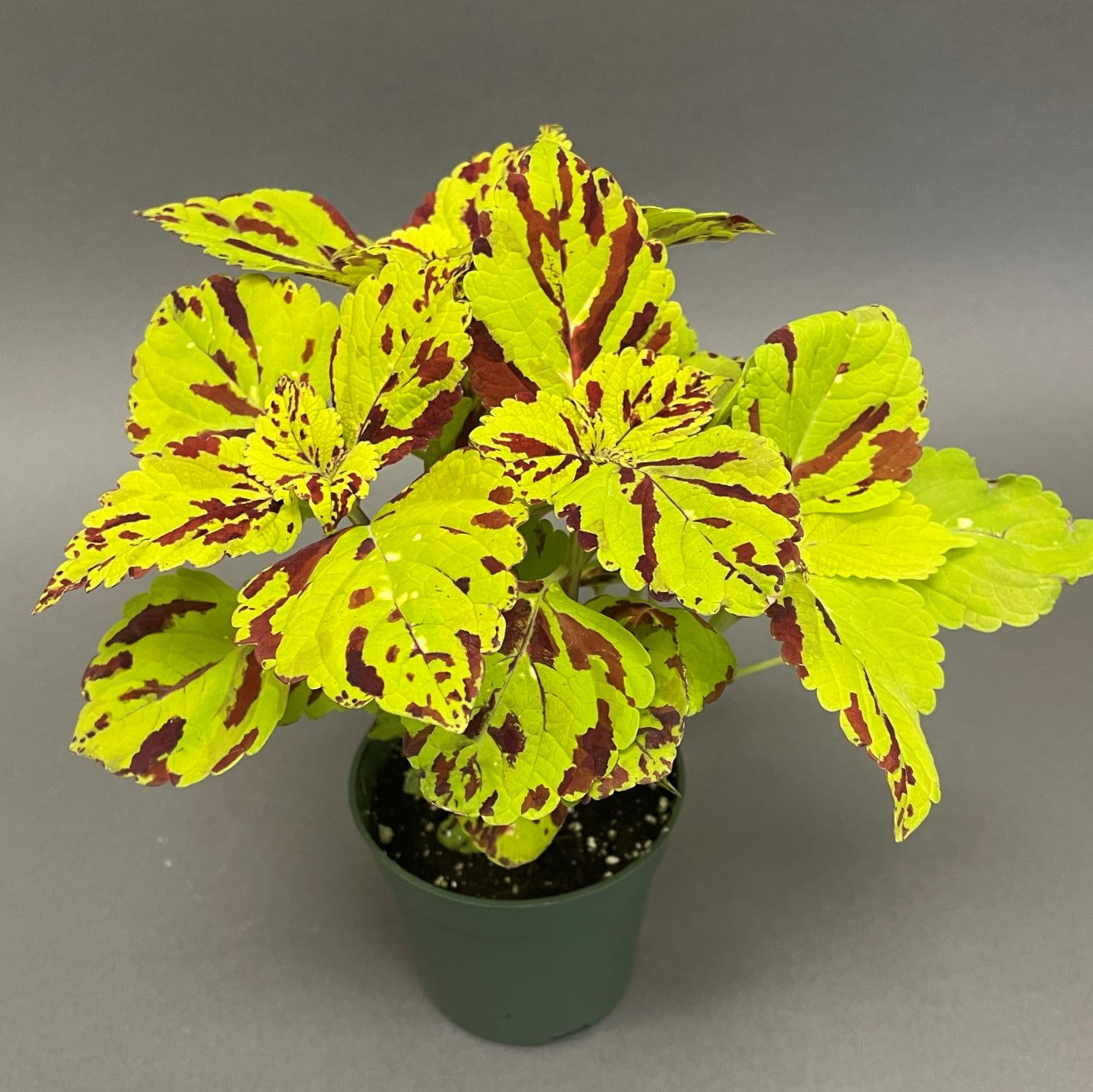 Coleus 'Stained Glasswork'